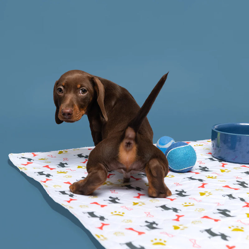 PupPad The Perfect Reusable Pet Pee Pad